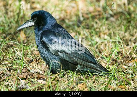 Rook alla ricerca di feed. L'uccello scava il suo becco nell'erba e foglie secche in cerca di lombrichi. Foto Stock