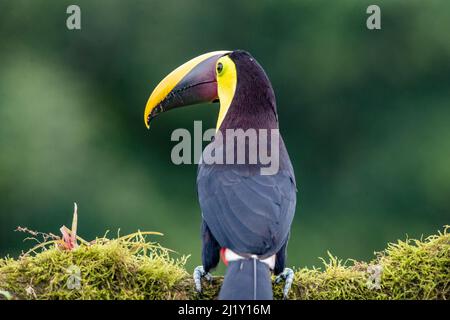 Una vista posteriore di uccello toucan in piedi sul ramo dell'albero in Costa Rica Foto Stock