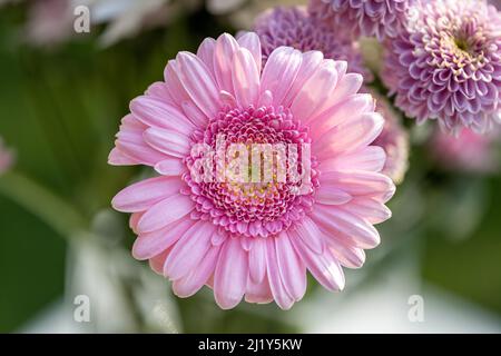 Un Barberton Daisy rosa illuminato dal sole in un giardino naturale con una profondità di campo poco profonda. Foto Stock