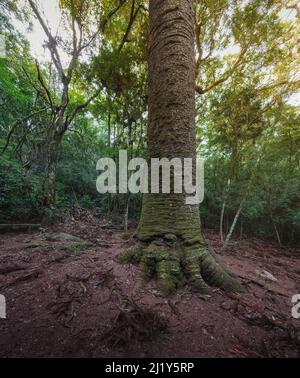 Antico Pino Brasiliano (Pinheiro Multissecolare) - Nova Petropolis, Rio Grande do sul, Brasile Foto Stock