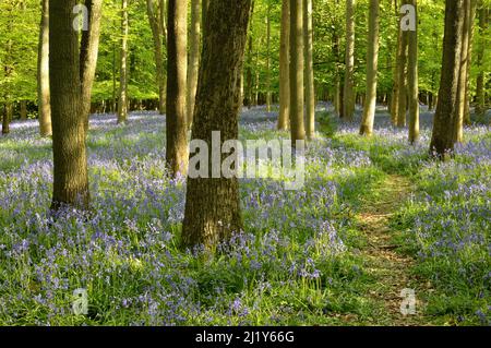 Bluebells fioritura in una foresta durante la fine della primavera. Hertfordshire, Inghilterra. Foto Stock