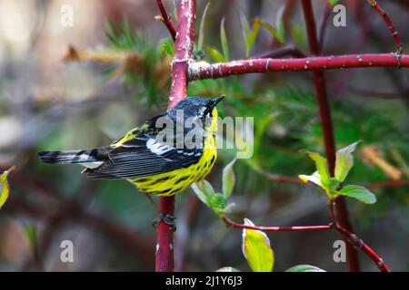 Un maschio Magnolia Warbler, Setophaga magnolia, arroccato su un ramo Foto Stock