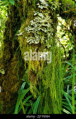 Fork feln (Tmesipteris specie), la barba di un vecchio uomo (Usnea specie) e lichen che crescono su un albero nella foresta nuvolosa del Monte Taranaki, Nuova Zelanda Foto Stock