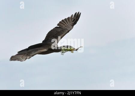 European Shag (Phalacrocorax aristotelis) volando verso il suo sito nido sulle scogliere costiere con materiale nido, Dorset, Regno Unito, maggio. Foto Stock