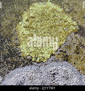 Natura fotografia di lichen colonizzando è host geologica della pietra e della roccia che mostra ad andamento casuale, forma, consistenza, con una sottile color pallette mi Foto Stock