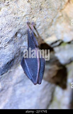 Pipistrello a ferro di cavallo maggiore (Rhinolophus ferrumequinum), animale in una grotta durante l'ibernazione in inverno Foto Stock