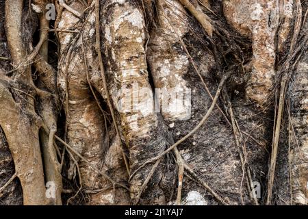 Vecchio grande tronco di banyan albero con radici primo piano in su colpo Foto Stock