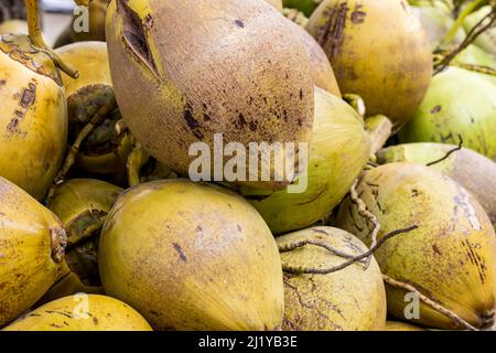 Un mucchio di noci di cocco tropicali grezze primo piano con fuoco selettivo Foto Stock