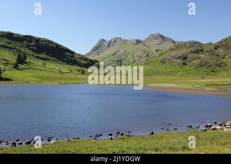 Vista estiva dei Langdale Pikes da Blea Tarn, Lake District Foto Stock