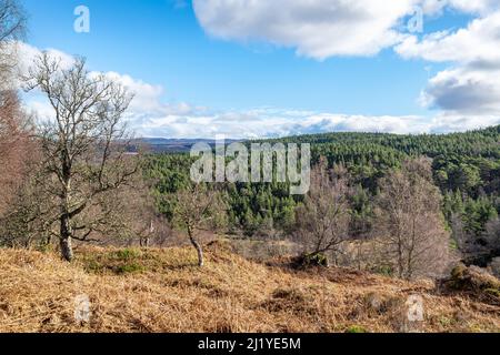 Glen Affric dalla passeggiata Dog Falls nelle Highlands, Scozia Foto Stock