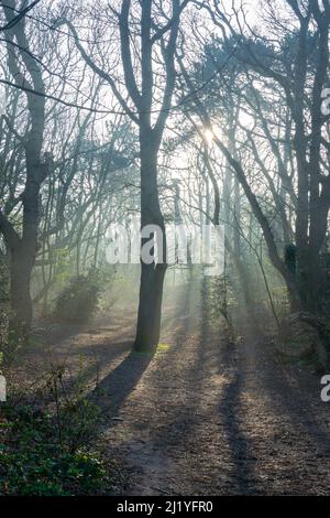 La luce del sole splende tra gli alberi in una foresta con la luce e le ombre belle Foto Stock