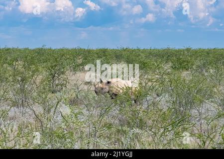 Un rinoceronte nero nel cespuglio in Namibia, animale selvatico Foto Stock