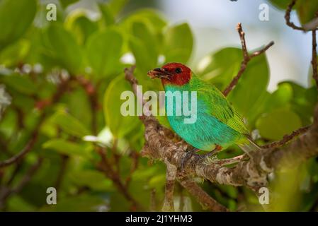 La tanager a testa di baia (Tangara girola) è un uccello passerino di medie dimensioni Foto Stock