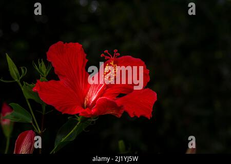 Fiore di ibisco rosso con sfondo scuro Foto Stock