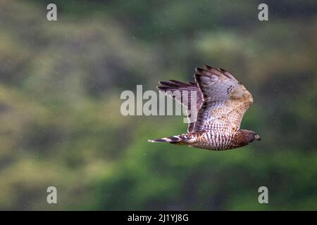 Falco alare largo in volo Foto Stock