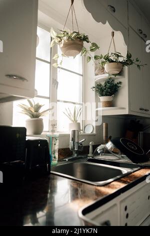 Un colpo verticale della luce del sole del mattino che brilla in una cucina di stile classico con piante vicino alla finestra Foto Stock