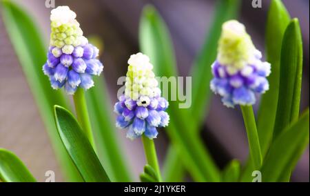 Primo piano di un'uva coltivata Hyacinth Plant , Muscari armeniacum 'Mountain Lady' Foto Stock