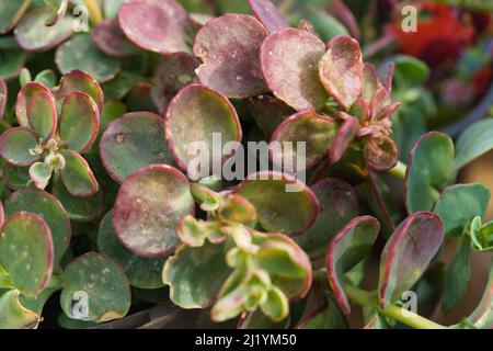 Primo piano dello sfario di Sedum, 'sangue del drago' Foto Stock