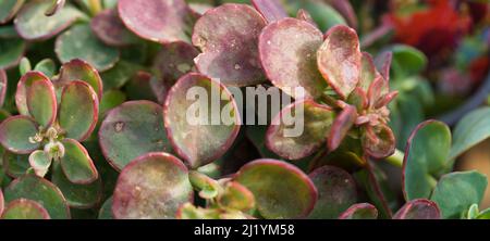 Primo piano dello sfario di Sedum, 'sangue del drago' Foto Stock