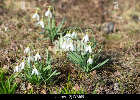 Bellissimi fiori di gocce di neve che fioriscono nel giardino primaverile. Foto Stock