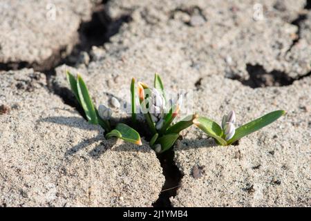 Piccoli germogli di germogli di giacinto in terreno secco cracked. Foto Stock