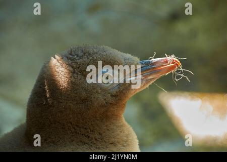 Pinguino dall'occhio giallo (Megadyptes antipodi) o Hoiho, penisola di Otago, Dunedin, Isola del Sud, Nuova Zelanda Foto Stock