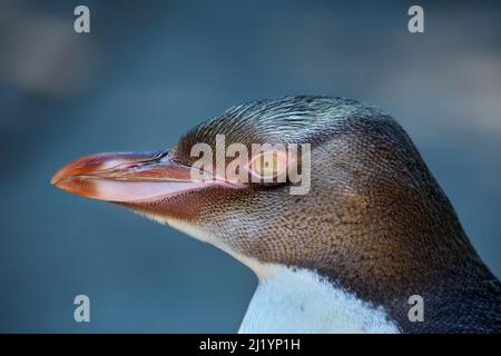 Pinguino giovanile con occhi gialli (antipodi Megadyptes) o Hoiho, Penisola di Otago, Dunedin, Isola del Sud, Nuova Zelanda Foto Stock