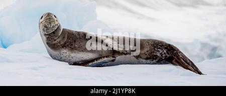 Sigillo di leopardo Hydrurga leptonyx, canale di Errera Antartide Foto Stock