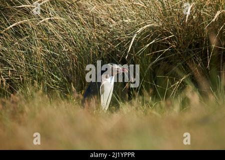 Giallo-eyed Penguin (Megadyptes antipodes) o Hoiho, Penisola di Otago, Dunedin, Isola del Sud, Nuova Zelanda Foto Stock