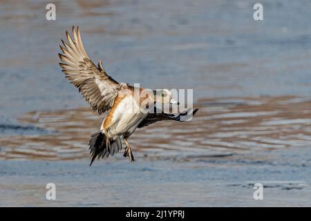 Maschio American Widgeon (Mareca americana) atterraggio su un lago Foto Stock