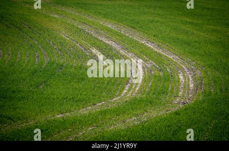 I trattori cingono un lussureggiante raccolto verde su una fattoria del Warwickshire, Inghilterra. Foto Stock