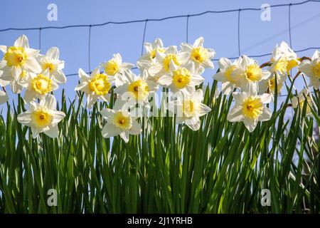 Narcisi che crescono contro una sezione di recinzione di pecore e cielo blu a Loggerheads nel Nord Shropshire Inghilterra Foto Stock