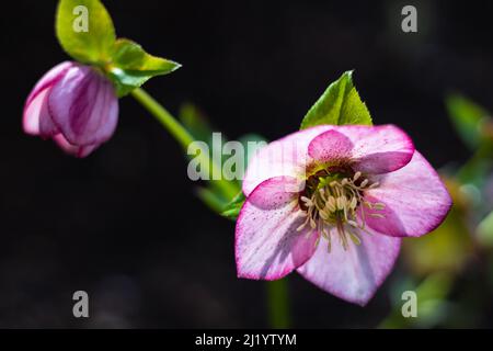 Macro closeup di rosa fiore viola di Helleborus niger orientalis Natale rosa nero ellebore. Fiore rosa helleborus orientalis. Nessuno, selectiv Foto Stock