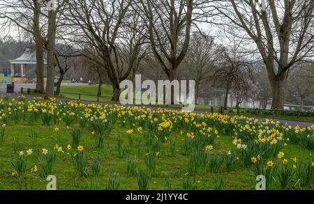 Il naffodil primaverile fiorisce a Lister Park, Bradford, Yorkshire. Foto Stock