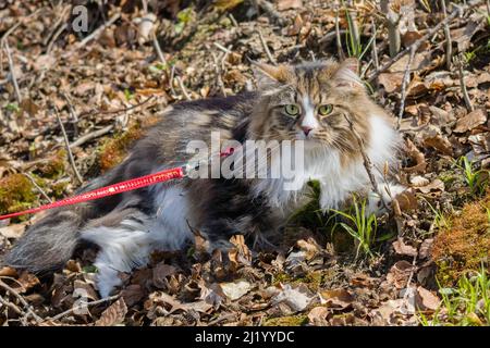 Alvin - grande gatto siberiano con capelli lunghi in giardino Foto Stock