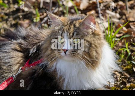 Alvin - grande gatto siberiano con capelli lunghi in giardino Foto Stock