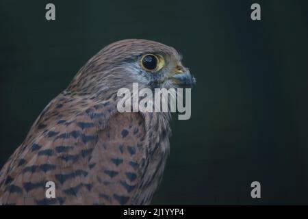 Turmfalke / gheppio comune / Falco tinnunculus Foto Stock