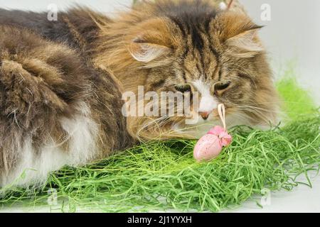 Alvin - grande gatto siberiano e Pasqua Foto Stock