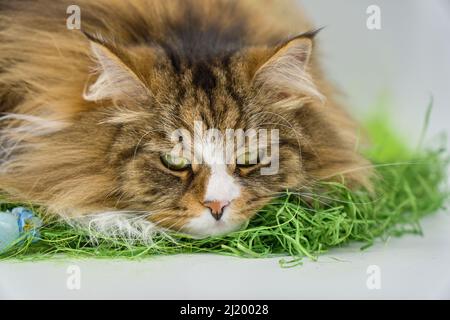 Alvin - grande gatto siberiano e Pasqua Foto Stock