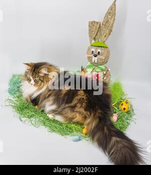 Alvin - grande gatto siberiano e Pasqua Foto Stock