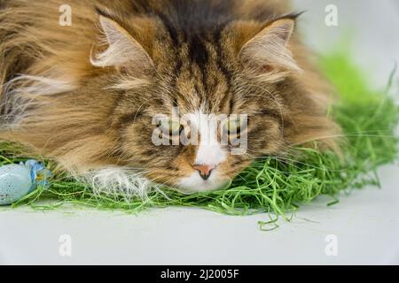 Alvin - grande gatto siberiano e Pasqua Foto Stock