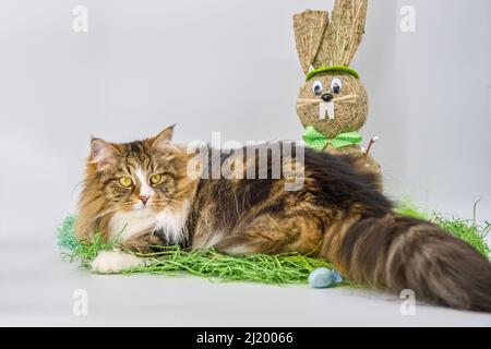 Alvin - grande gatto siberiano e Pasqua Foto Stock