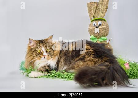 Alvin - grande gatto siberiano e Pasqua Foto Stock