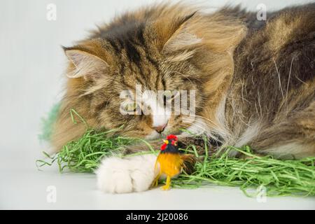 Alvin - grande gatto siberiano e Pasqua Foto Stock