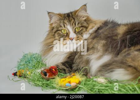 Alvin - grande gatto siberiano e Pasqua Foto Stock