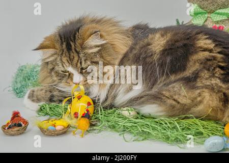 Alvin - grande gatto siberiano e Pasqua Foto Stock