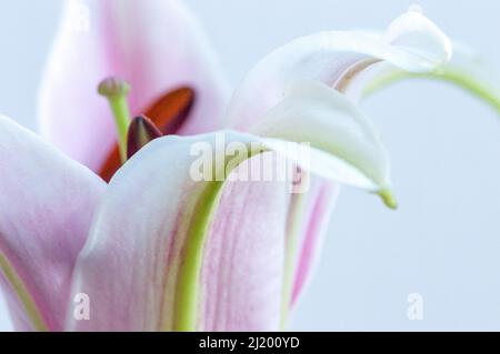 Macro rosa e bianco fiore di giglio orientale su sfondo bianco Foto Stock