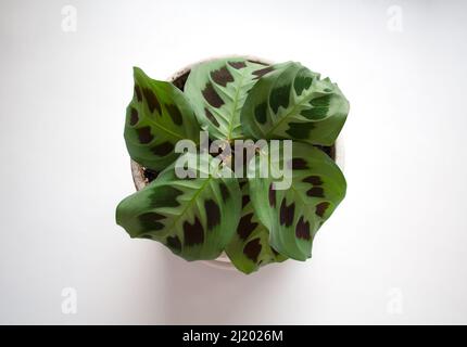 Pianta di Maranta leuconeura Kerchoveana isolata su sfondo bianco da una vista ad alto angolo Foto Stock