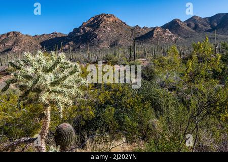 Bellissimo Cactus Saguaro contro il cielo blu brillante nel Parco Nazionale Saguaro Foto Stock