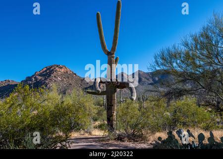 Bellissimo Cactus Saguaro contro il cielo blu brillante nel Parco Nazionale Saguaro Foto Stock
